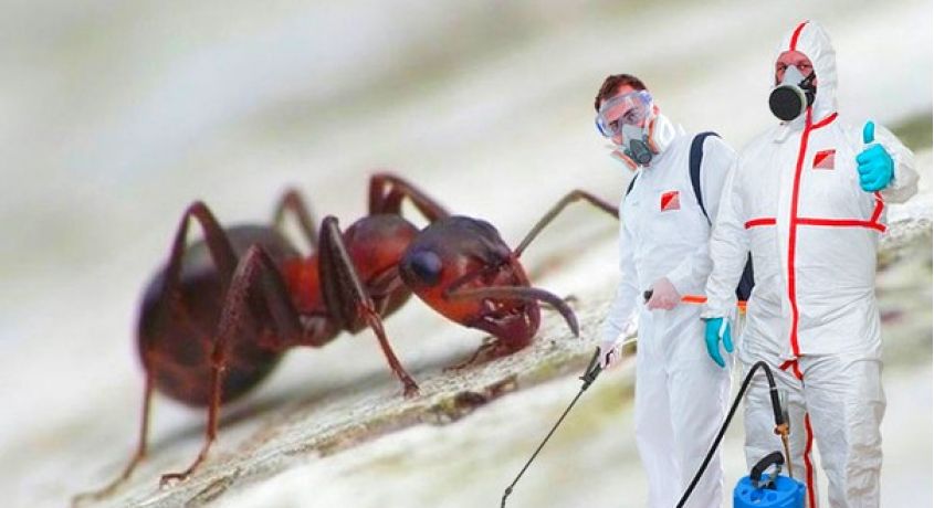 Уничтожение муравьев: чем опасны эти паразиты для человека, почему не стоит травить их самостоятельно, а следует вызвать специалистов