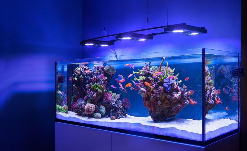 Как правильно выбрать аквариум для рыбок?