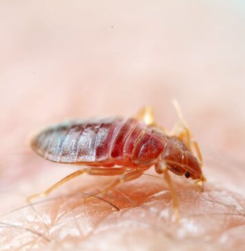 Можно ли использовать одно средство от клопов повторно